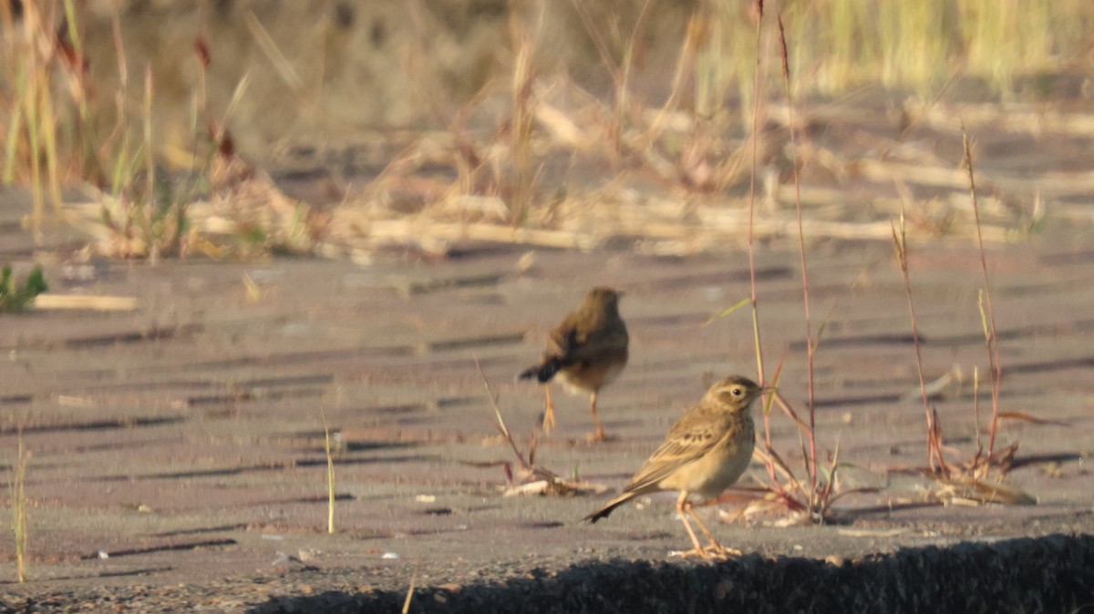 Bisbita Campestre - ML646829710