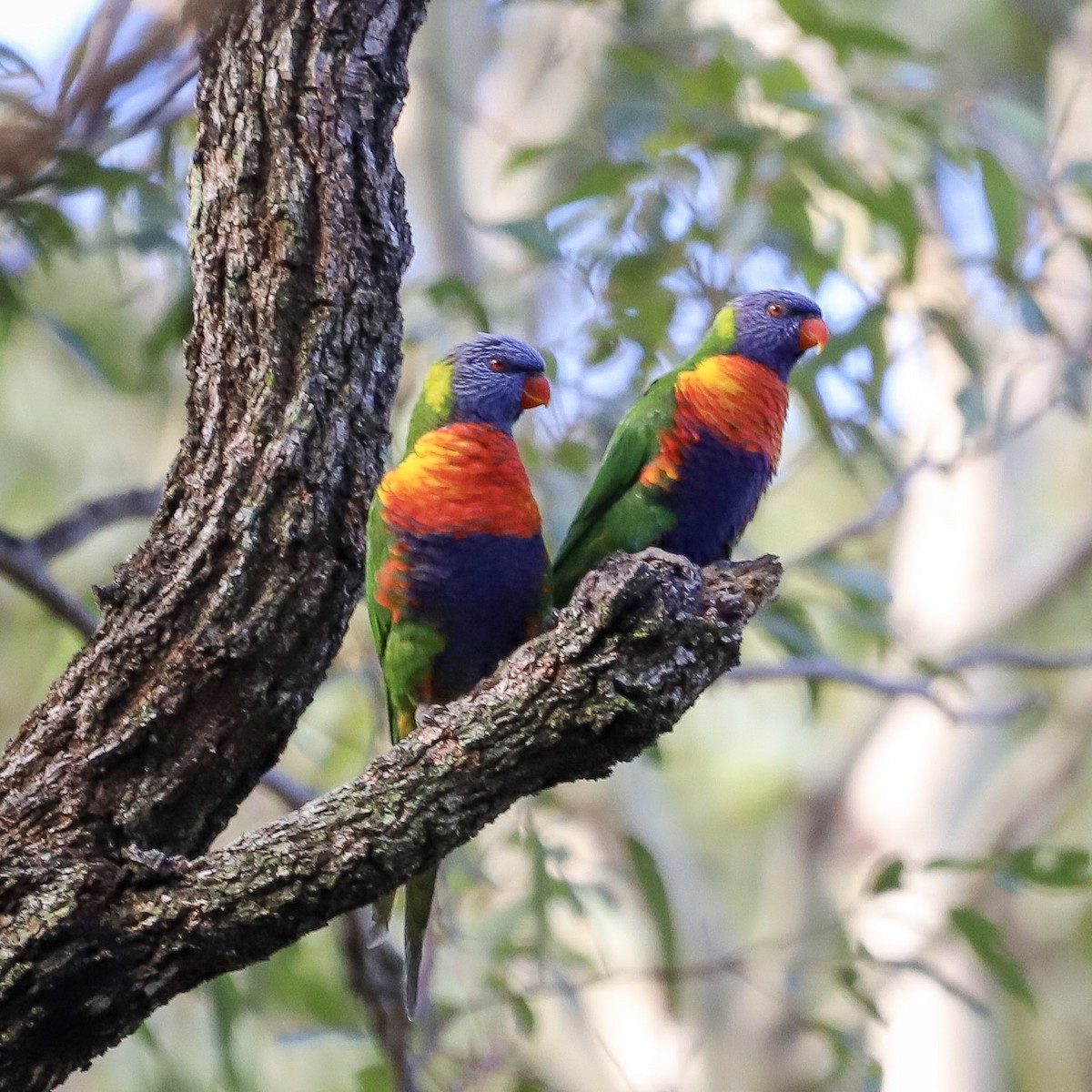 Rainbow Lorikeet - ML646829711
