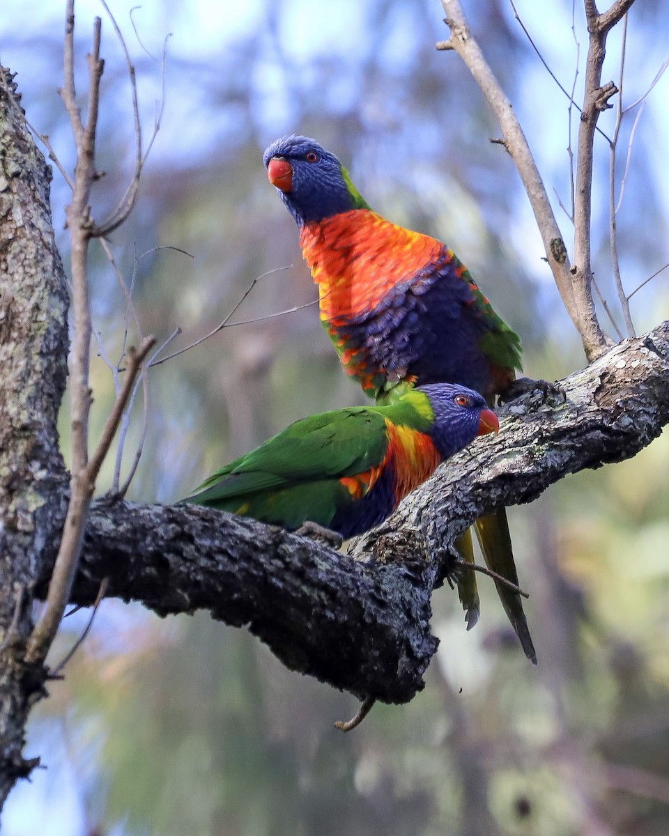 Rainbow Lorikeet - ML646829712