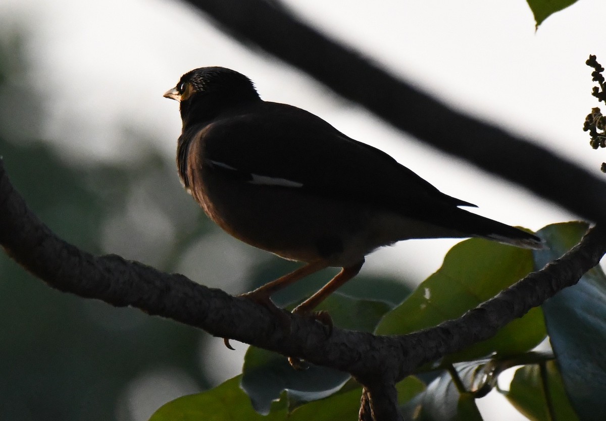 Майна індійська - ML646829713