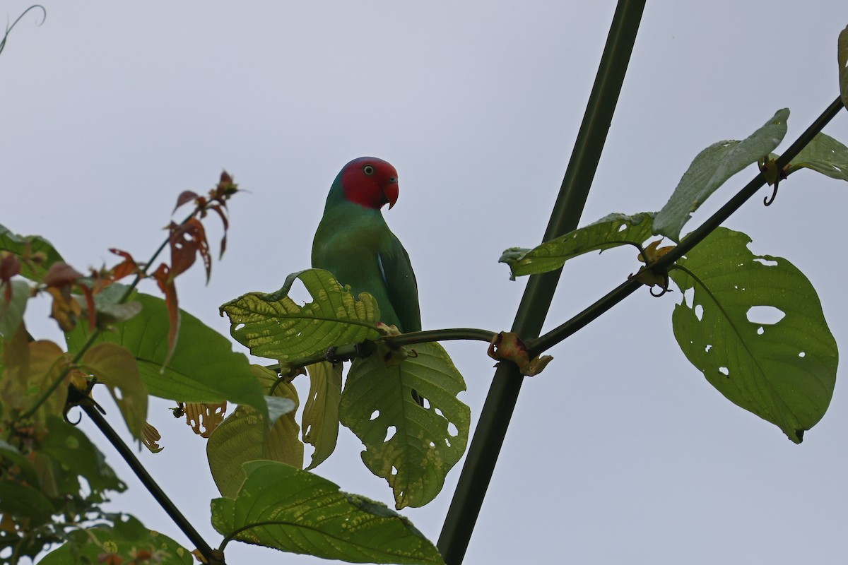 Лоріто червоноголовий - ML646829714