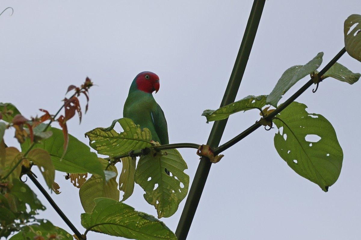 Лоріто червоноголовий - ML646829715