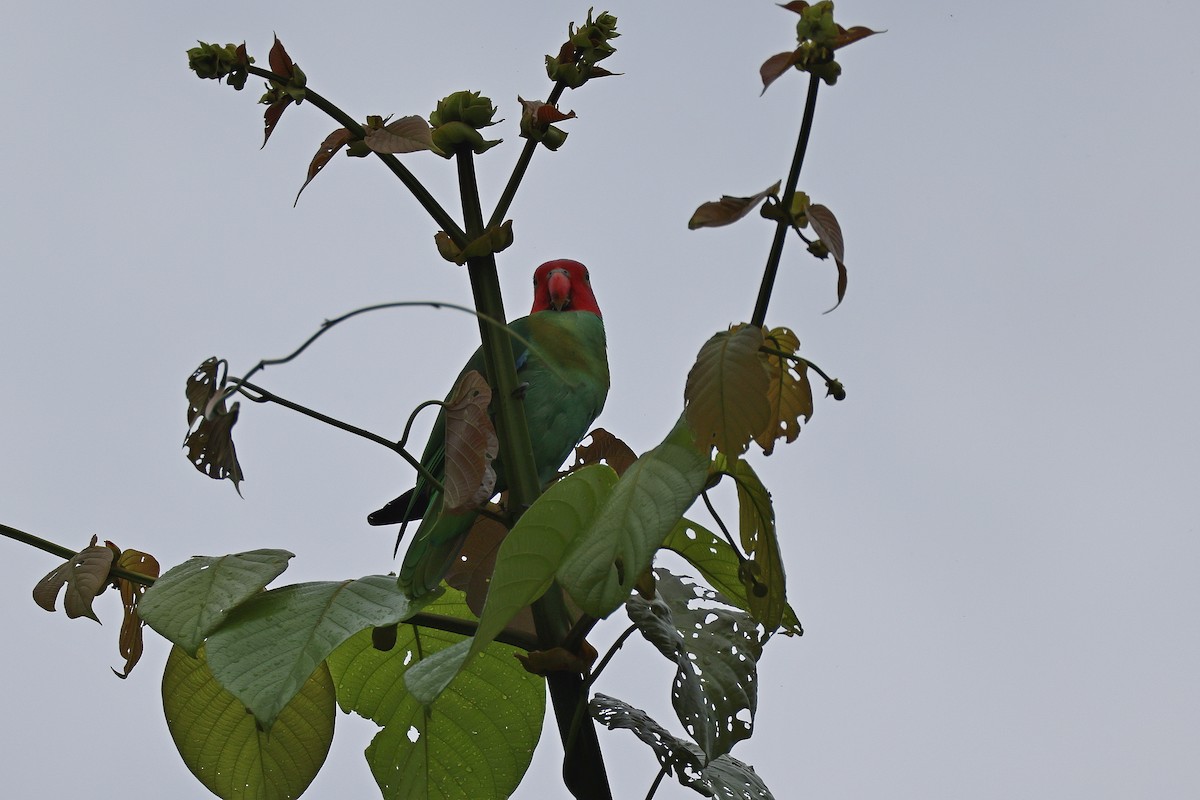 Лоріто червоноголовий - ML646829716