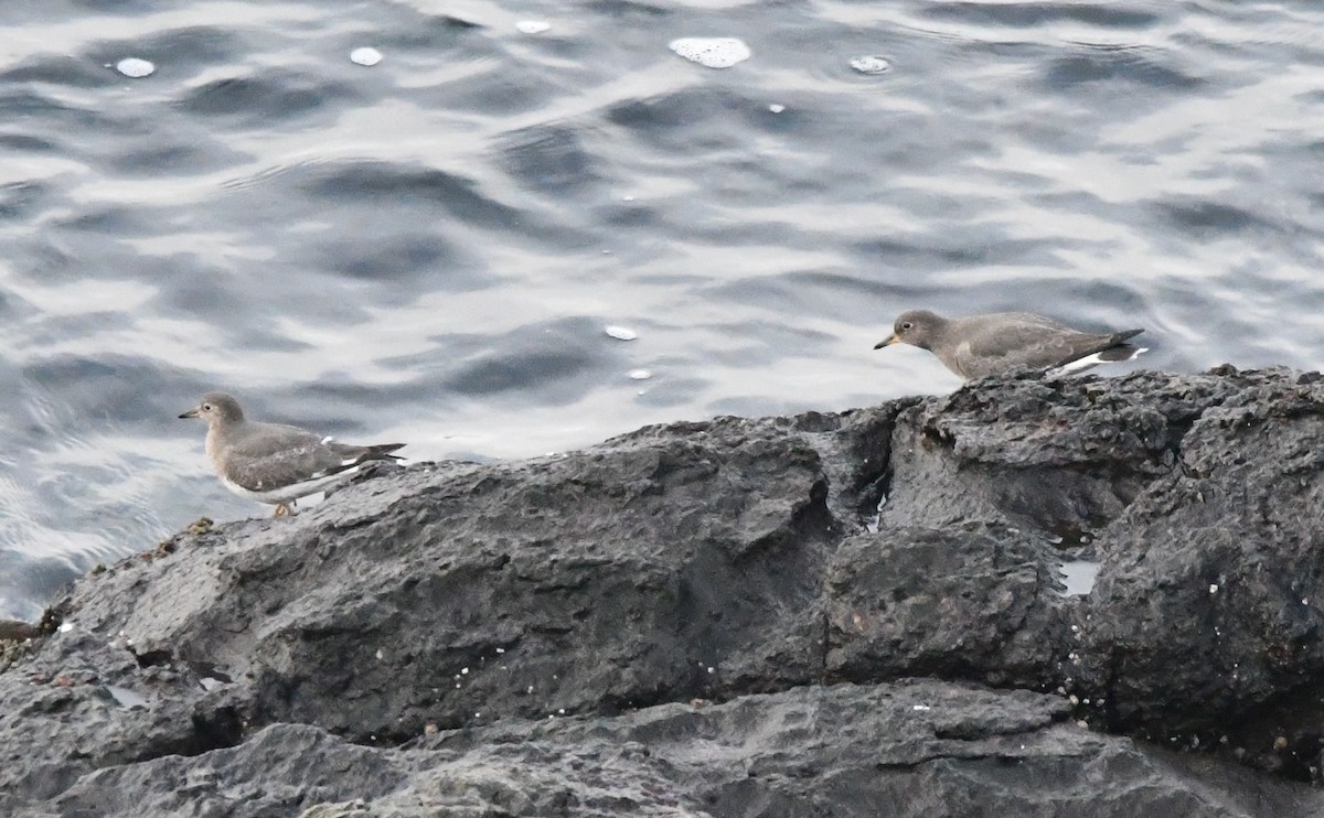 Surfbird - ML646829719