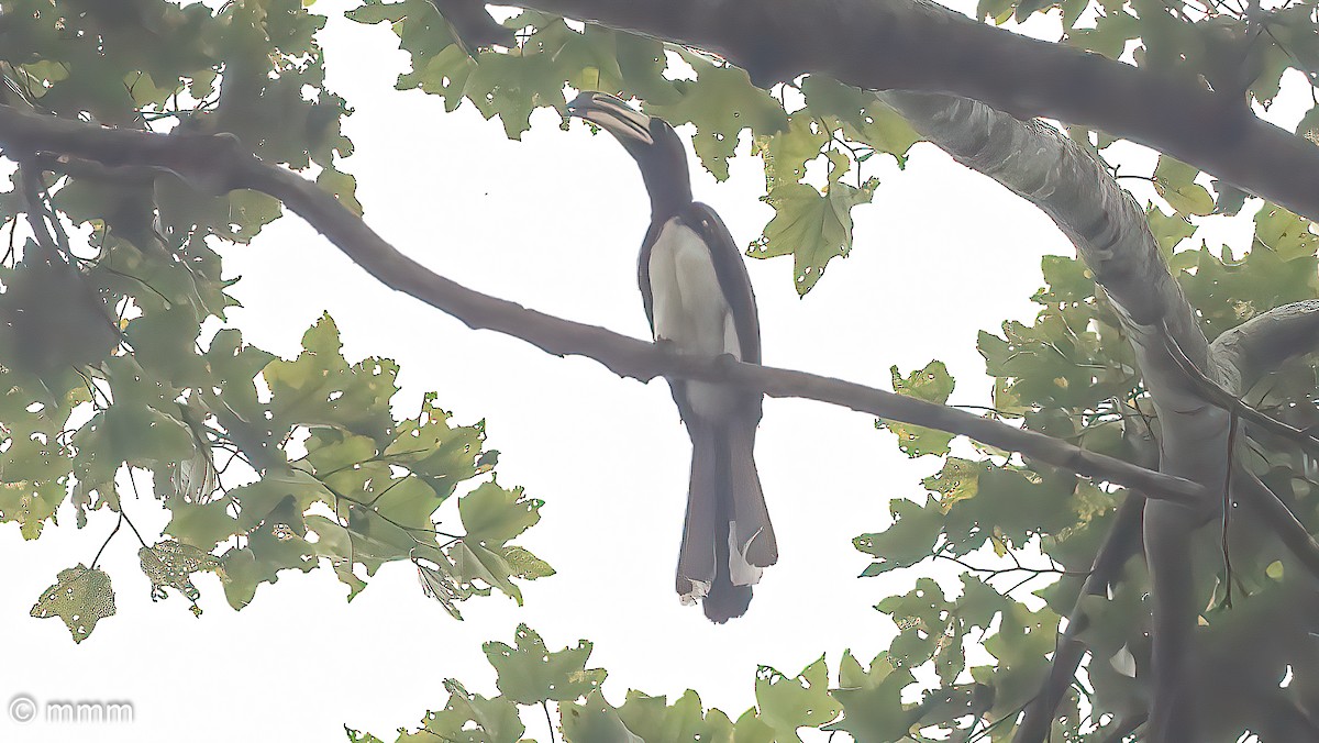West African Pied Hornbill - ML646829720