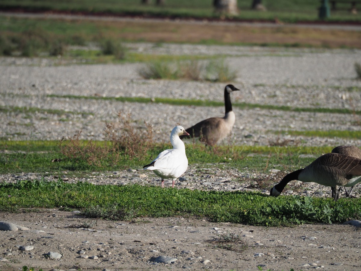 Snow x Ross's Goose (hybrid) - ML646829721