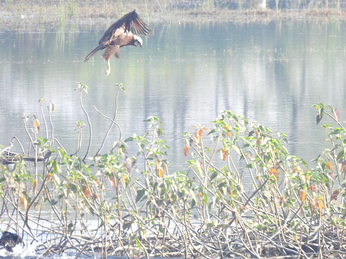 Aguilucho Lagunero Occidental - ML646829723