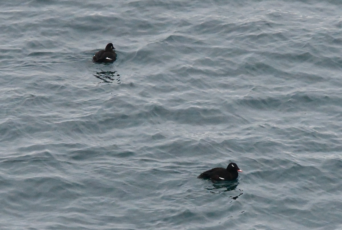 アメリカビロードキンクロ - ML646829724