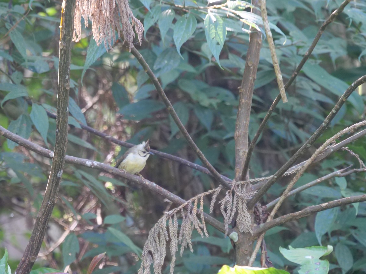 Taiwan Yuhina - ML646829725