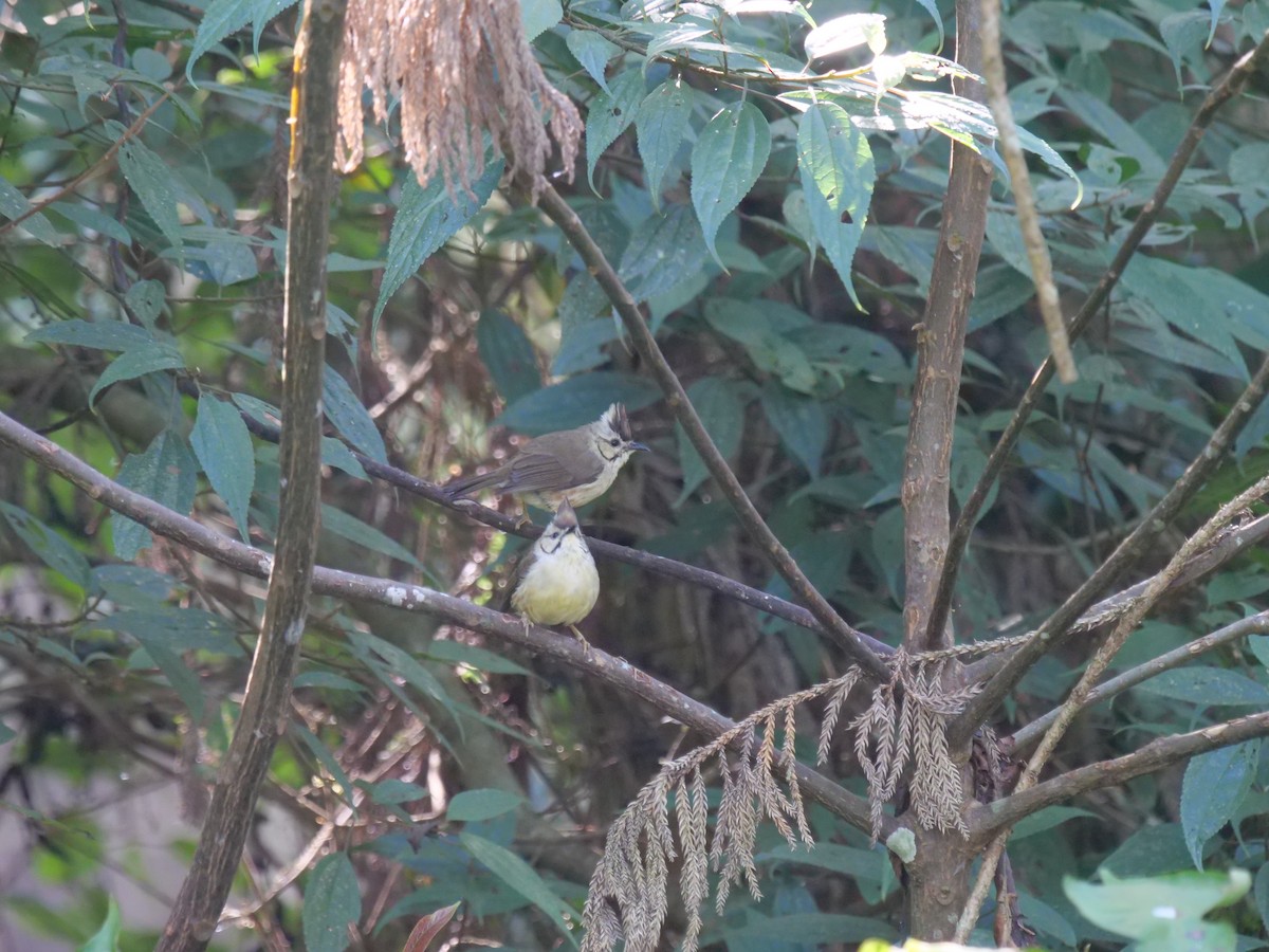 Taiwan Yuhina - ML646829730