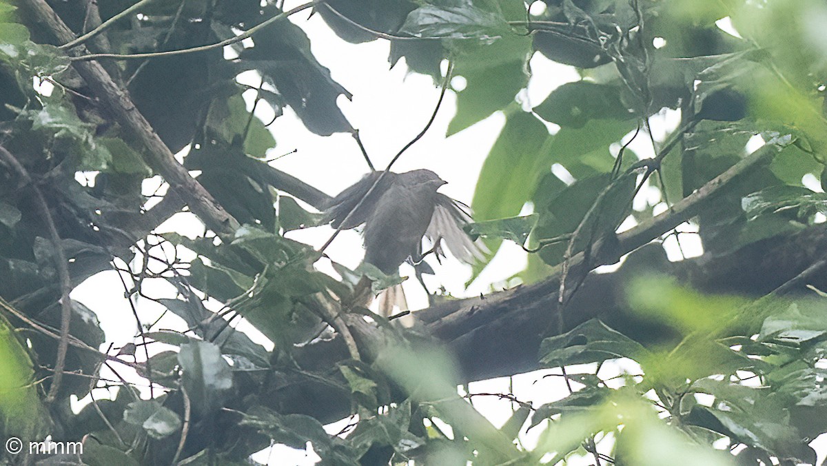 Владарик рудоголовий - ML646829732