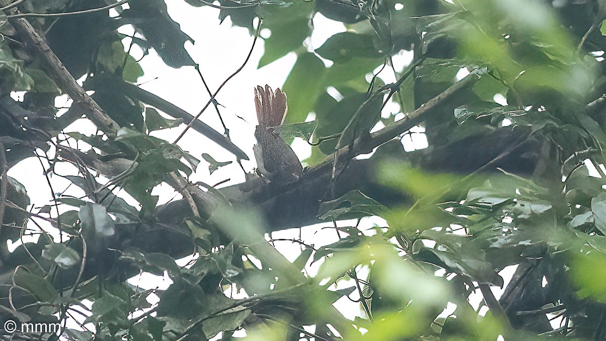 Владарик рудоголовий - ML646829733