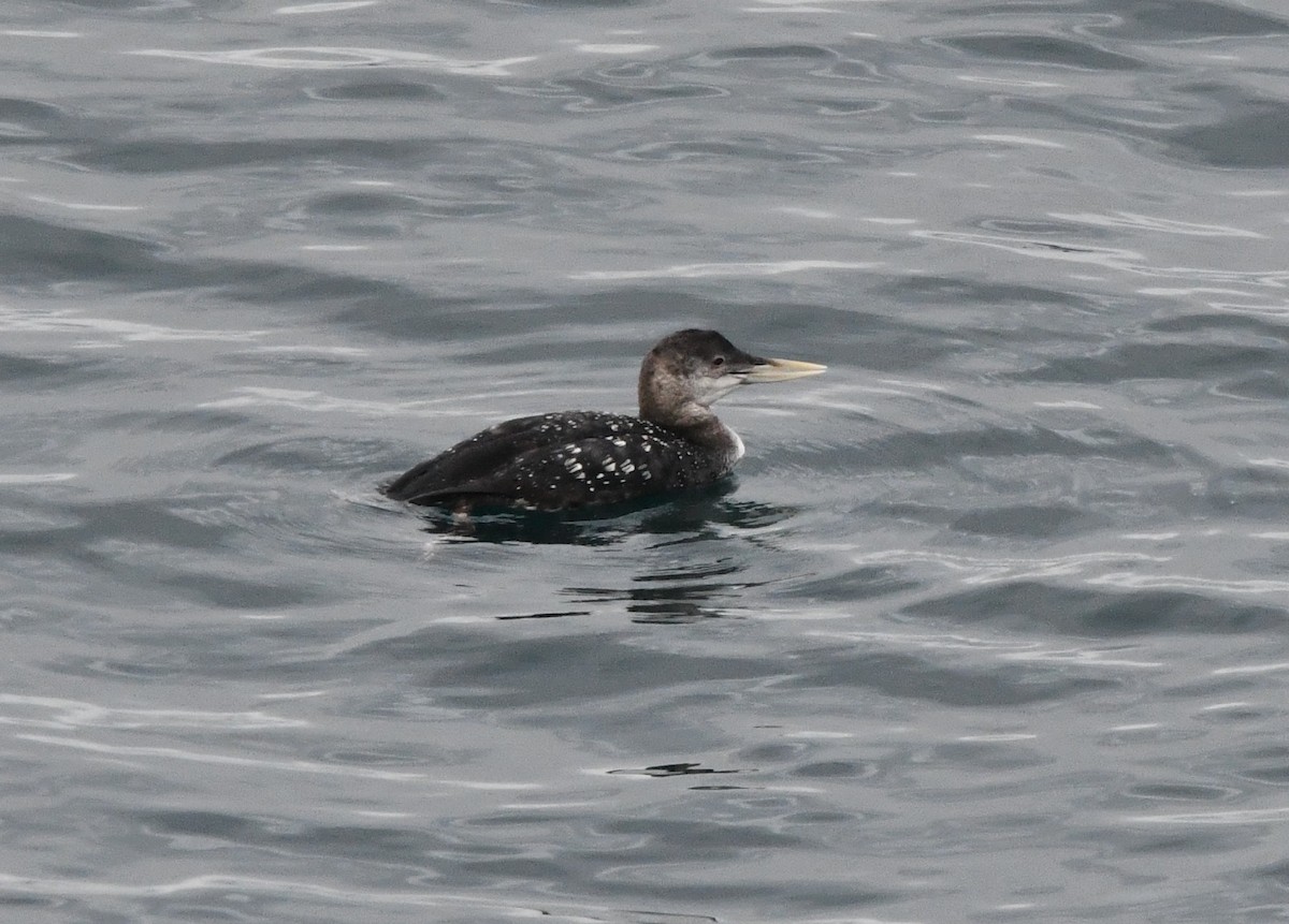 ハシジロアビ - ML646829734