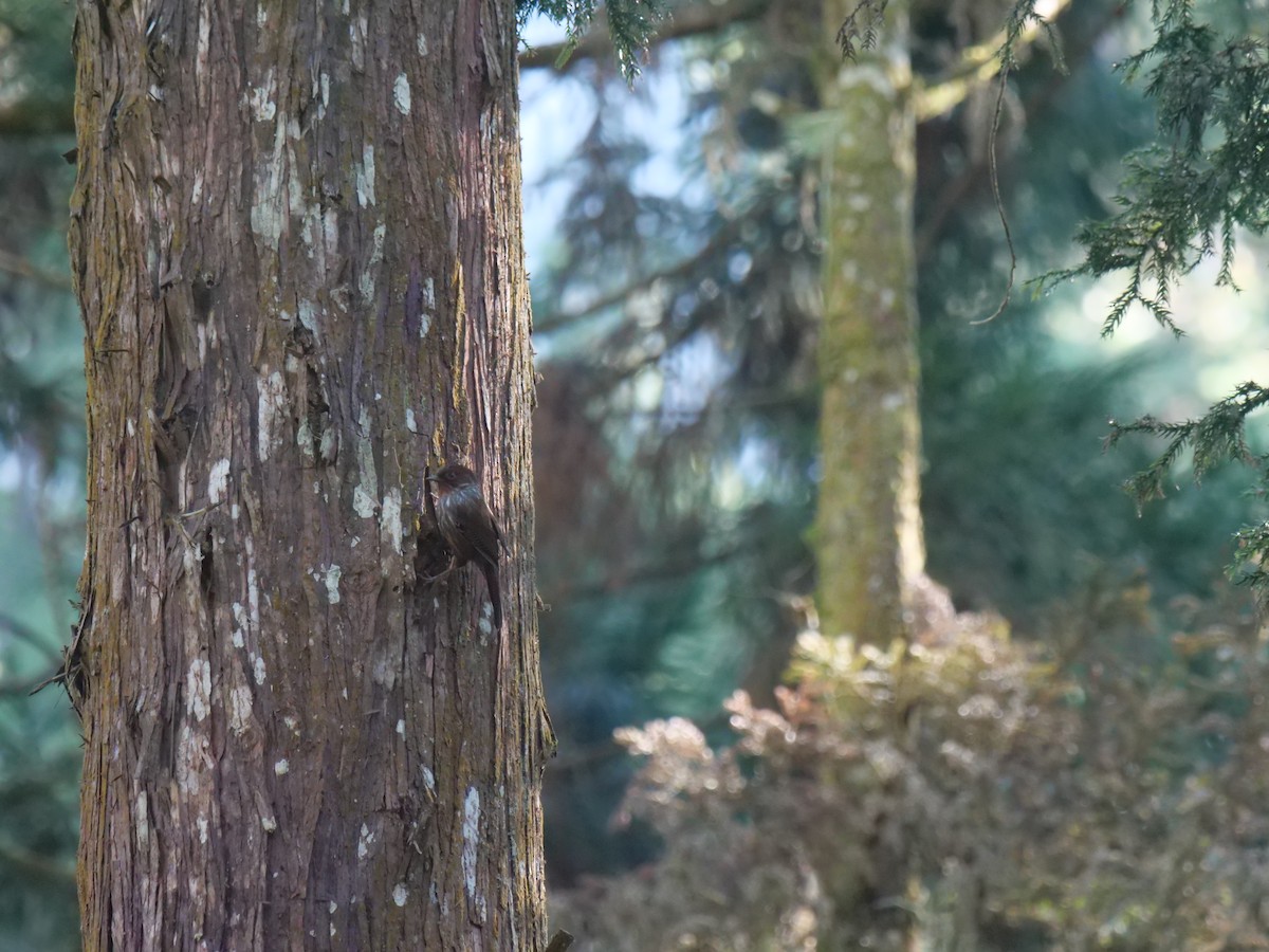 Taiwan Barwing - ML646829735