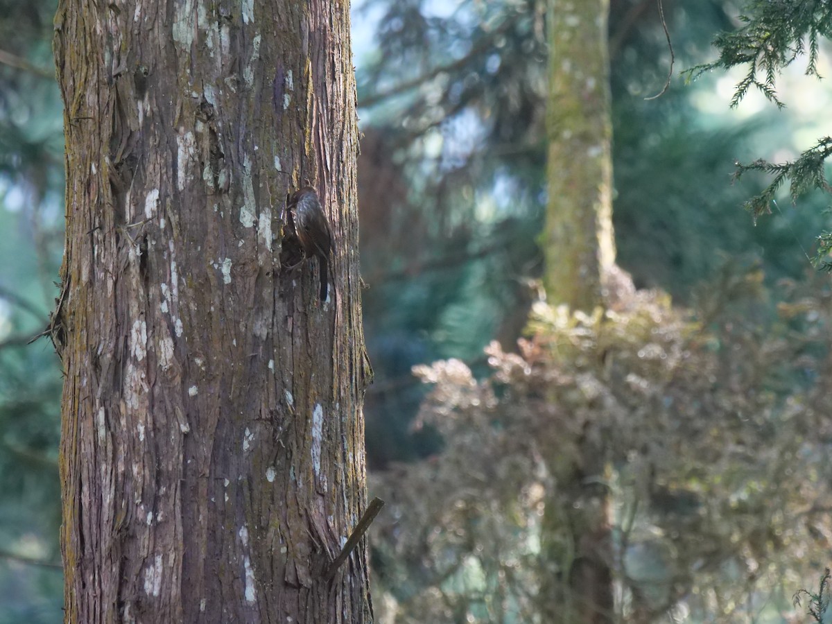 Taiwan Barwing - ML646829736