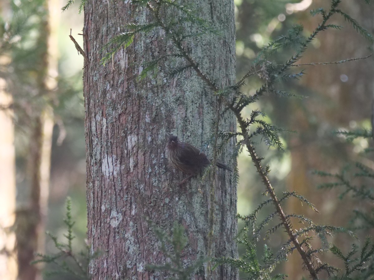 Taiwan Barwing - ML646829737