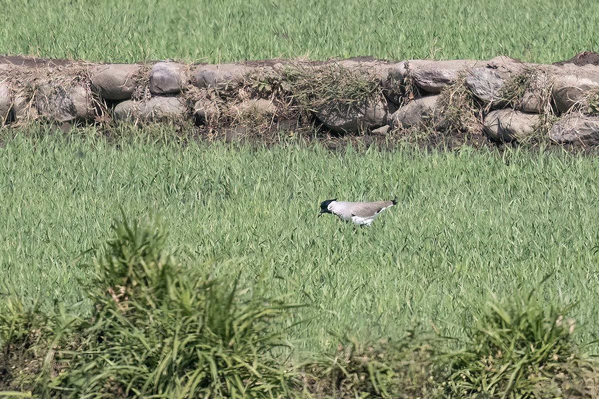 Чайка річкова - ML646829738