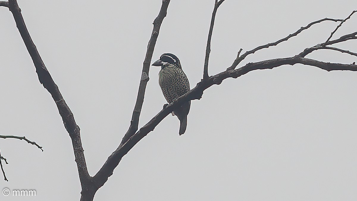 hårbrystskjeggfugl - ML646829739