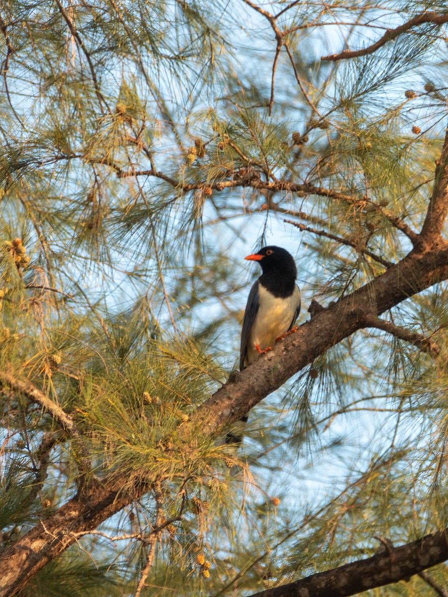Red-billed Blue-Magpie - ML646829740