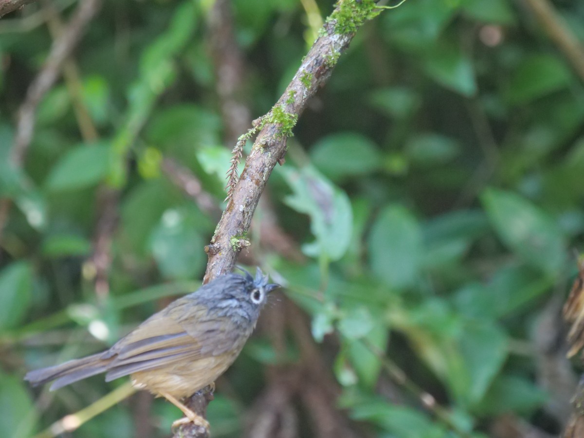 Morrison's Fulvetta - ML646829741