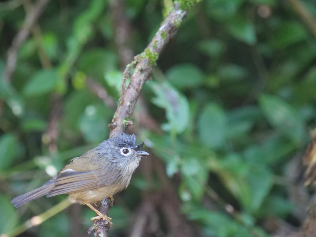 Morrison's Fulvetta - ML646829742