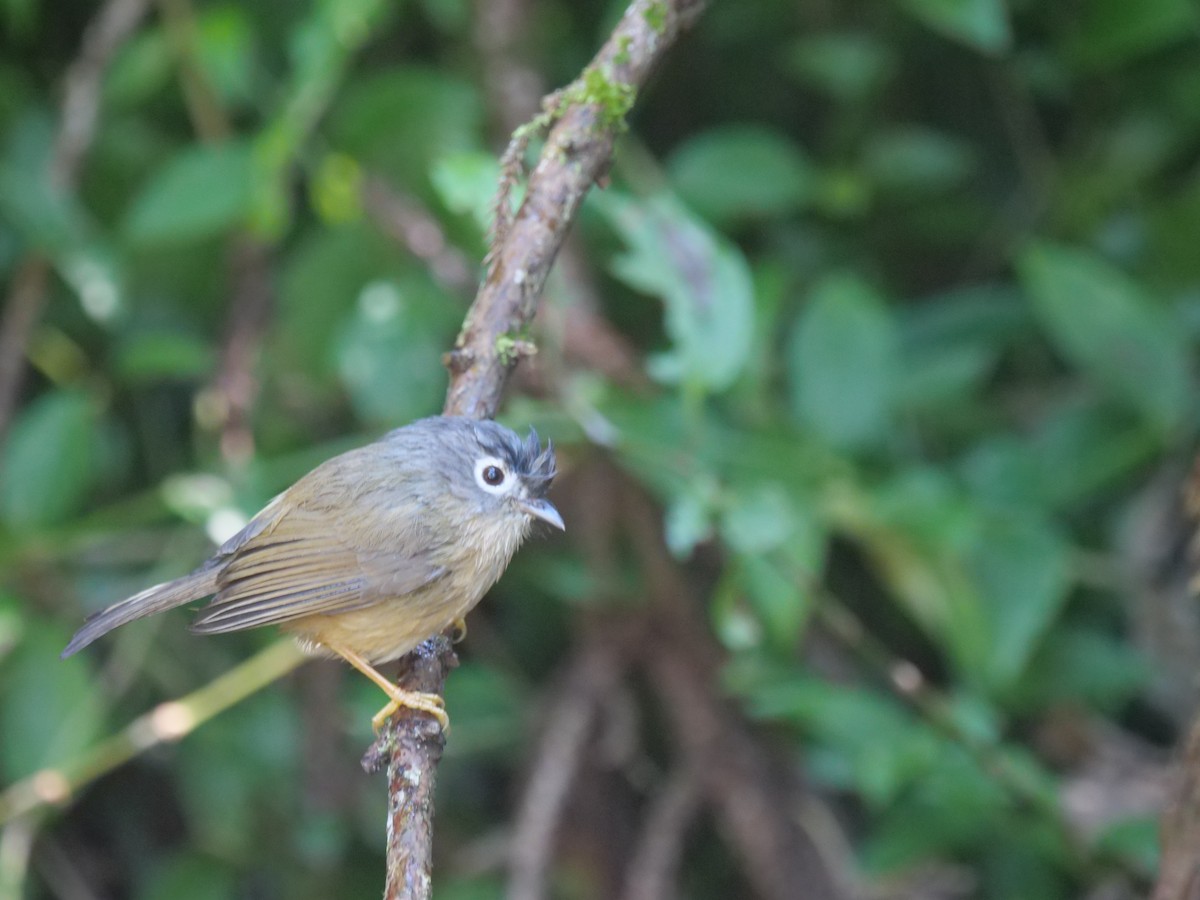 Morrison's Fulvetta - ML646829743