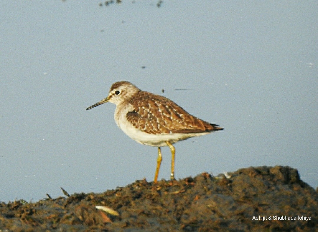 vodouš bahenní - ML646829744