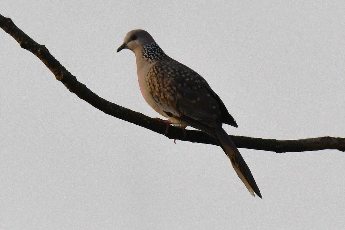 Spotted Dove - ML646829745