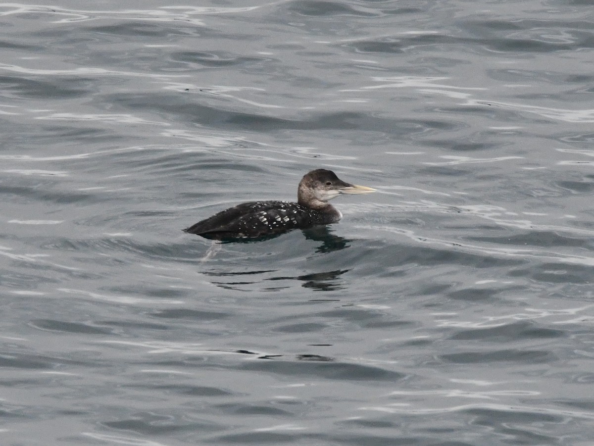 ハシジロアビ - ML646829746