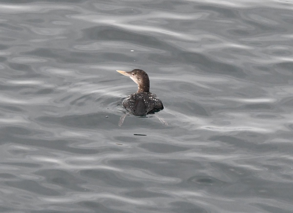 ハシジロアビ - ML646829747