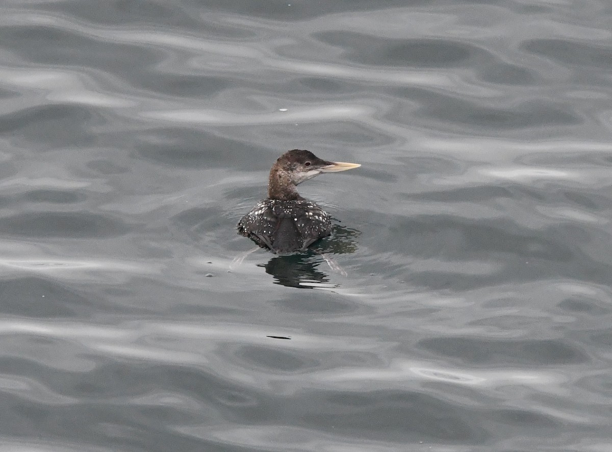 ハシジロアビ - ML646829748