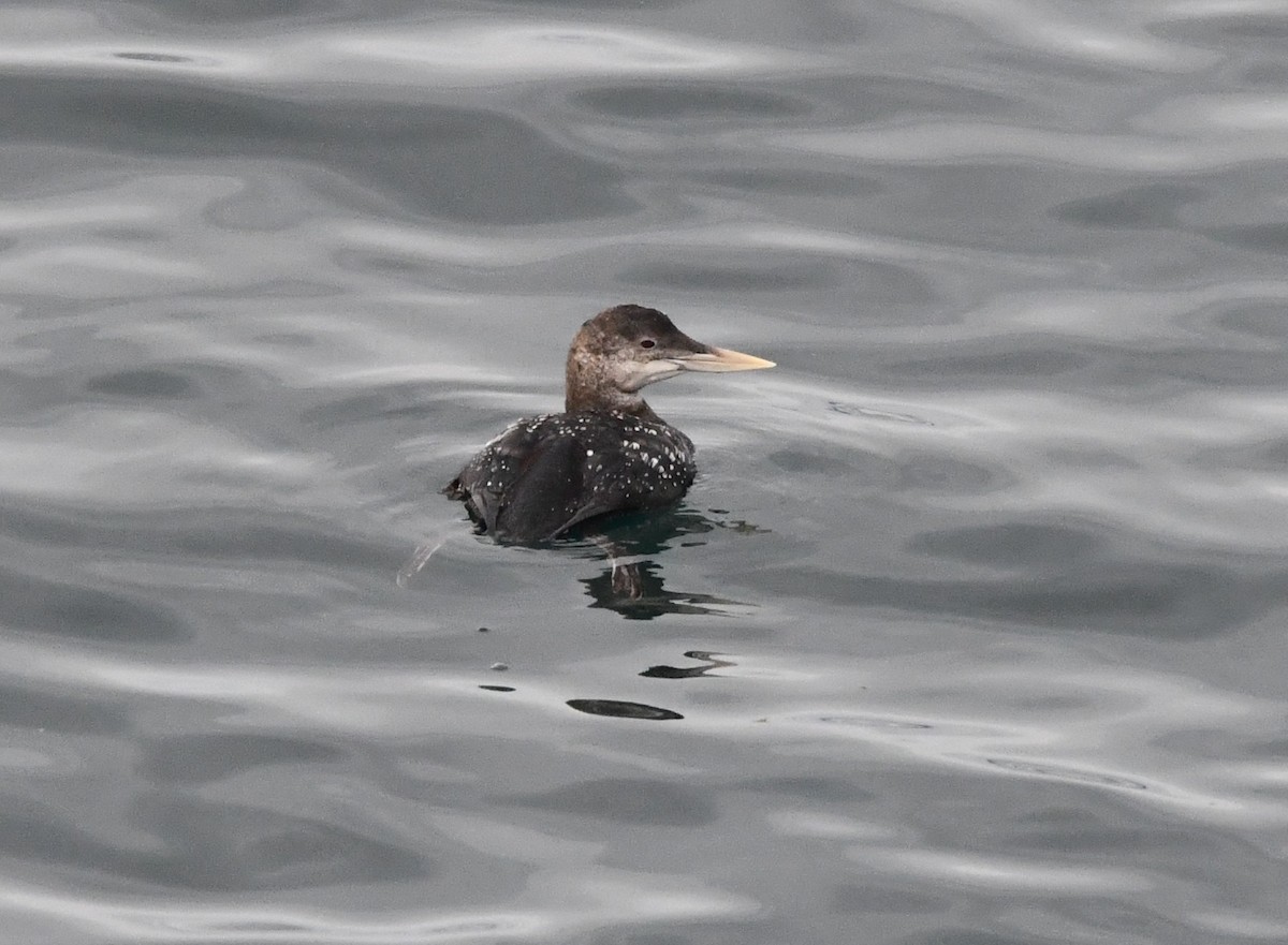 ハシジロアビ - ML646829749