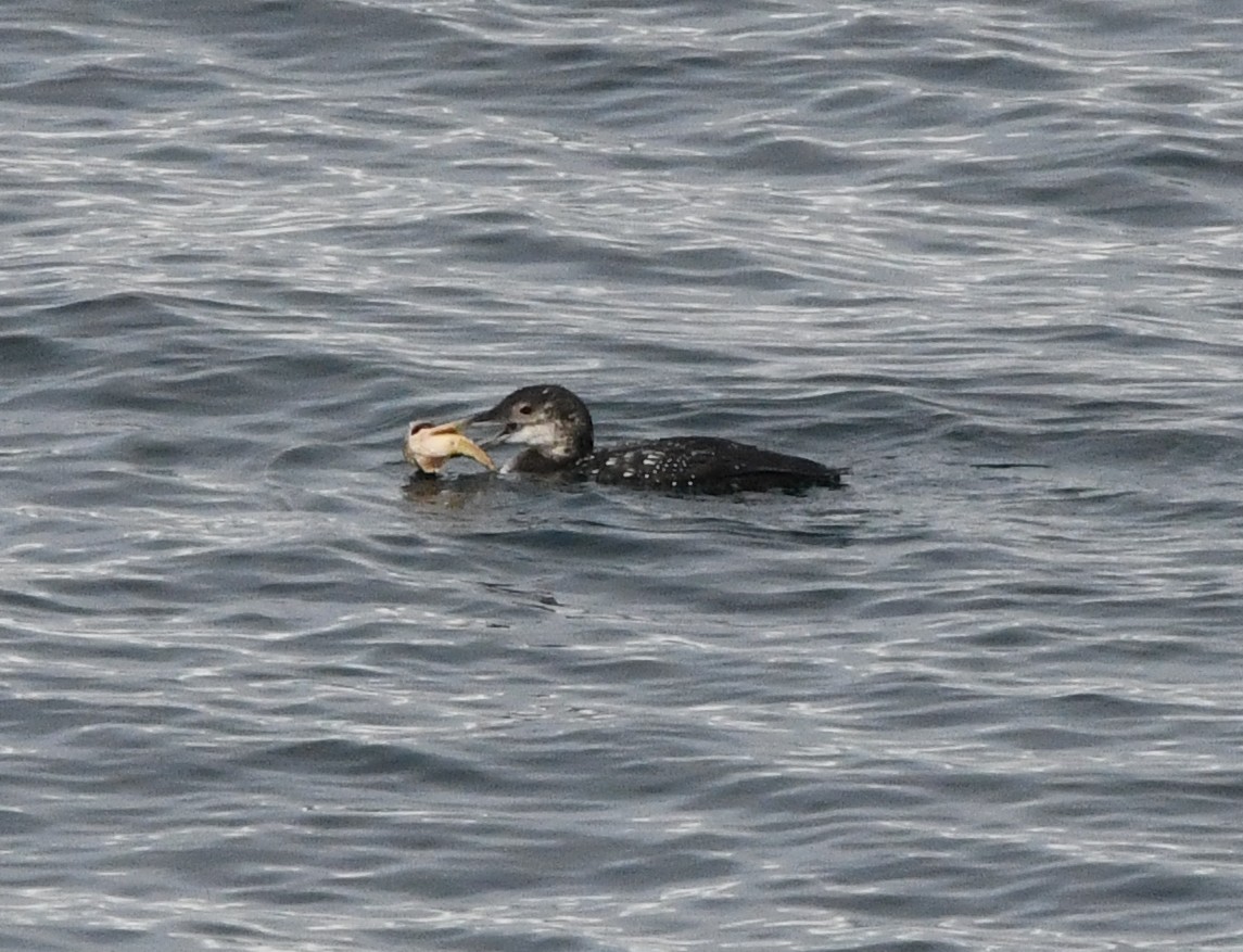 ハシジロアビ - ML646829750