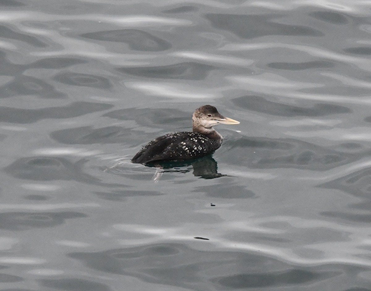 ハシジロアビ - ML646829751