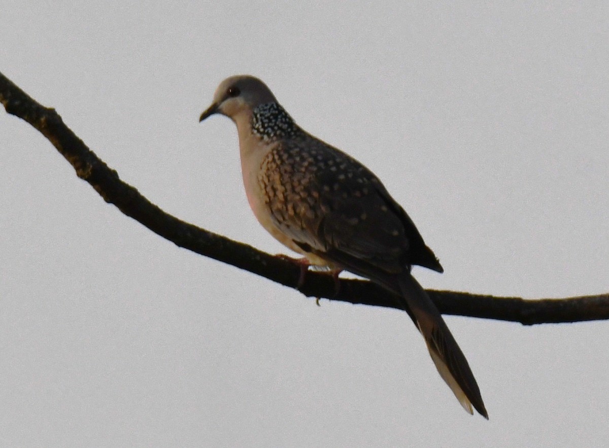 Spotted Dove - ML646829752