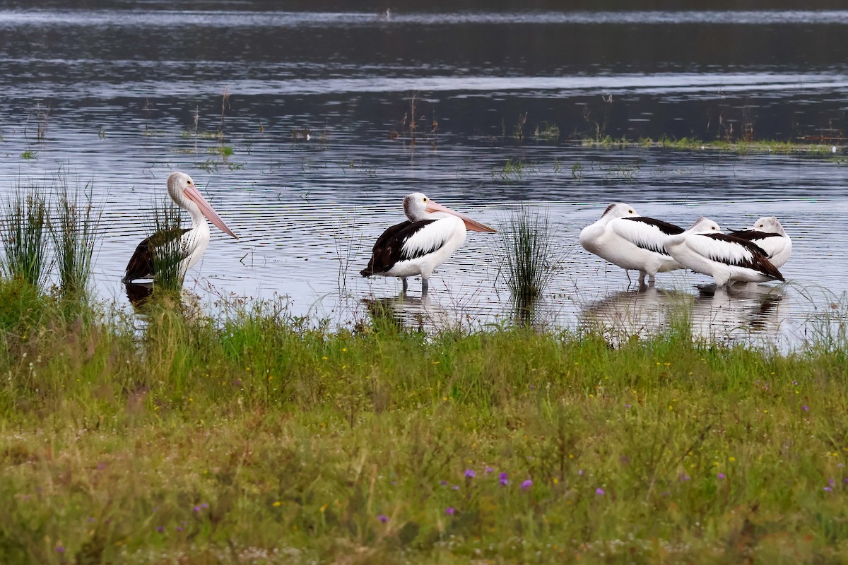Australian Pelican - ML646829754