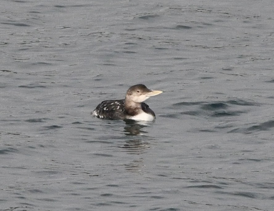 ハシジロアビ - ML646829756