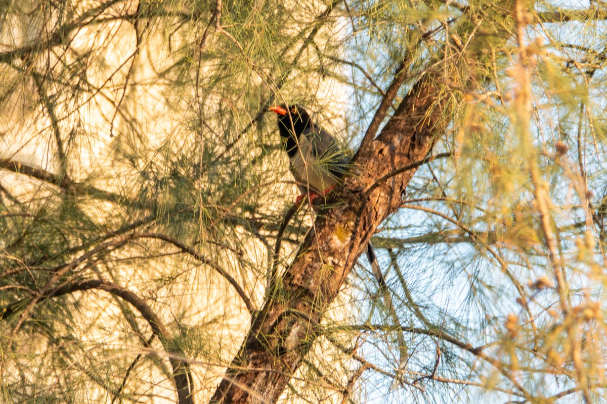 Red-billed Blue-Magpie - ML646829757
