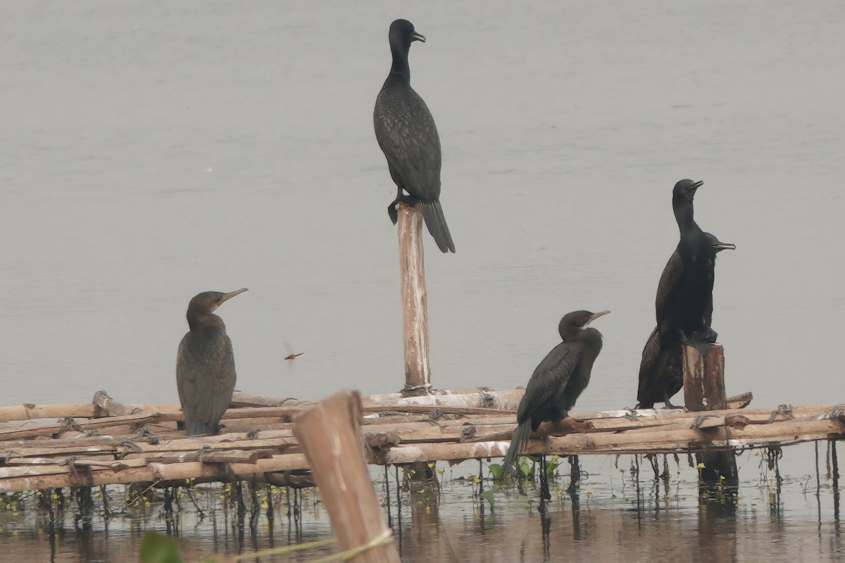 インドヒメウ - ML646829760