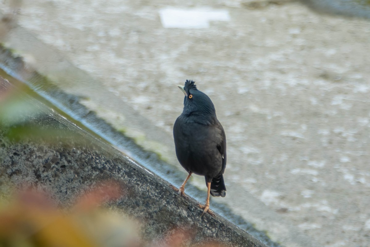 Crested Myna - ML646829761