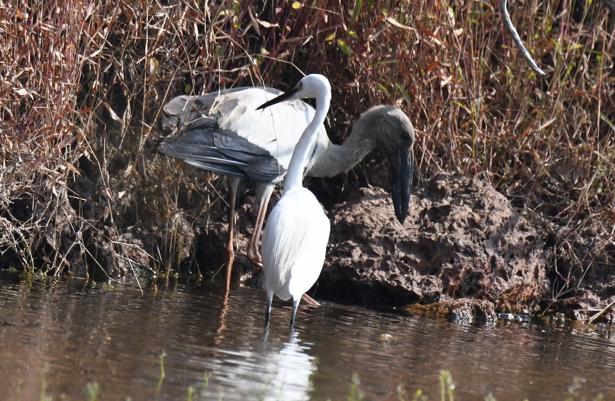 Asian Openbill - ML646829764