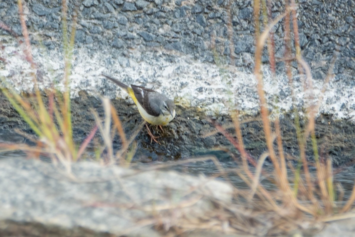 Gray Wagtail - ML646829766