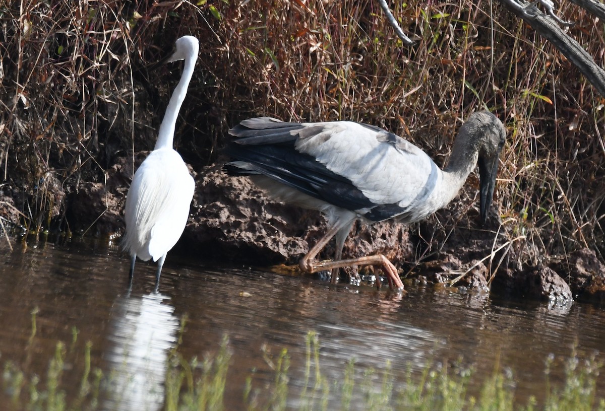 Asian Openbill - ML646829767