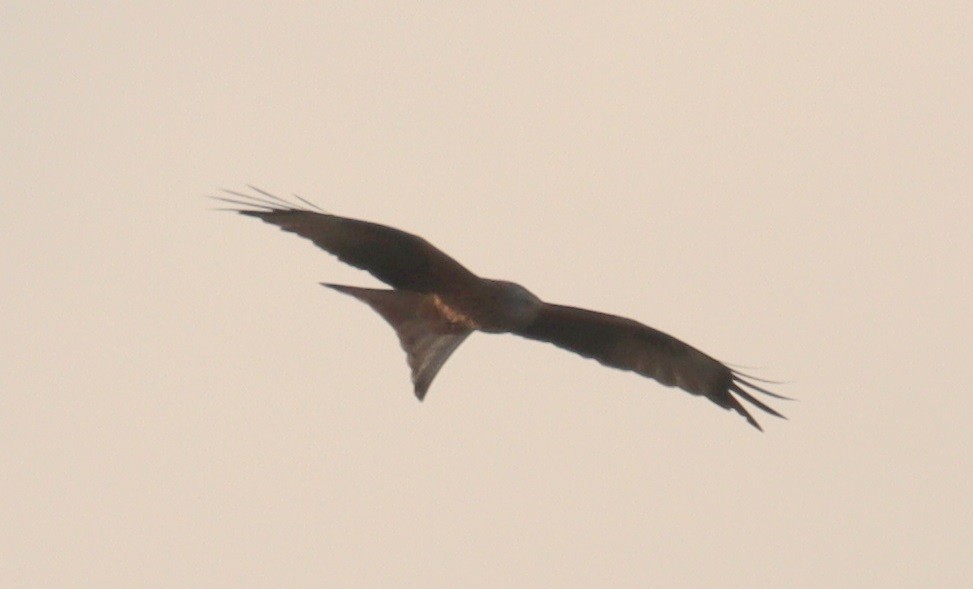 Red Kite - ML646829768
