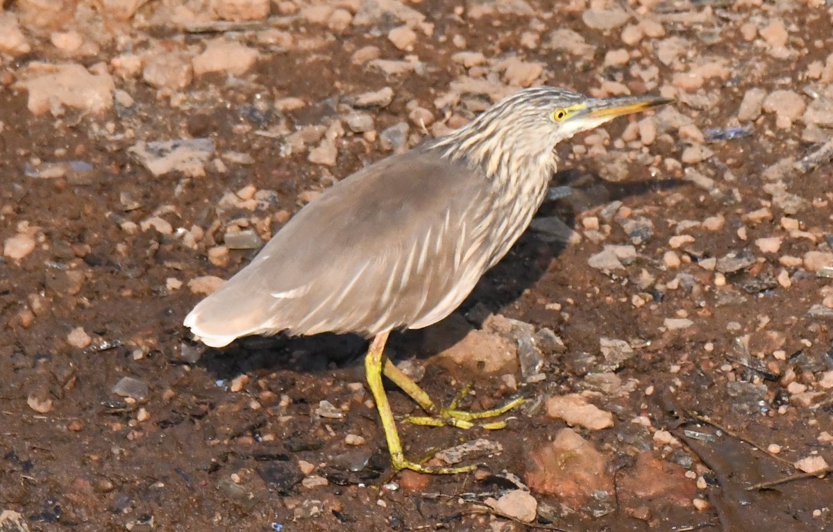 Индийская прудовая цапля - ML646829769