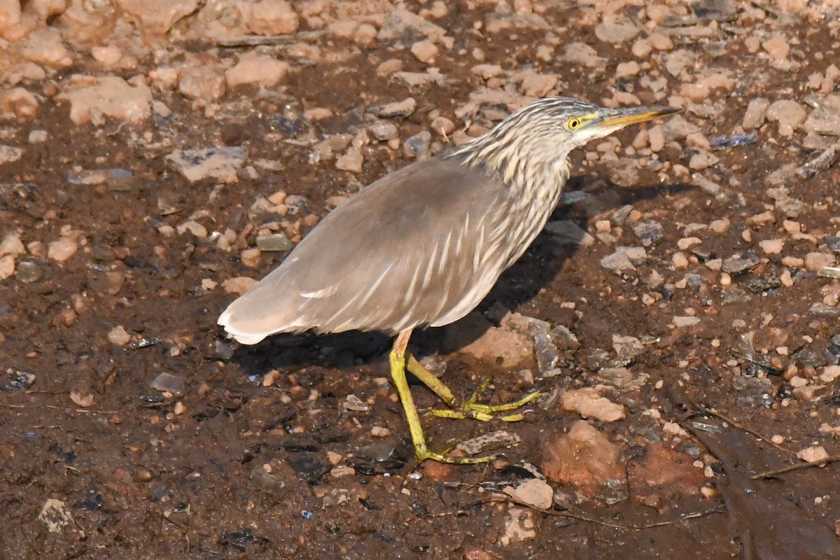 Индийская прудовая цапля - ML646829771