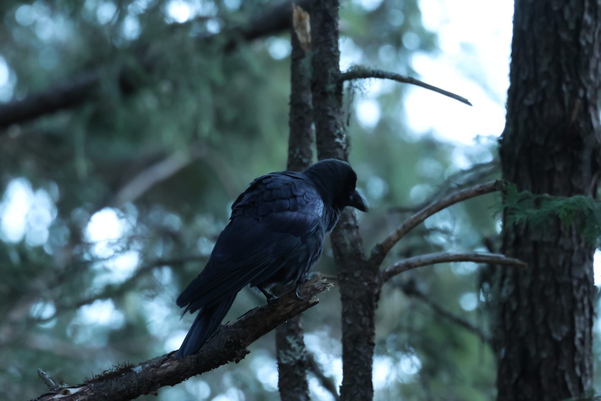 Large-billed Crow - ML646829772
