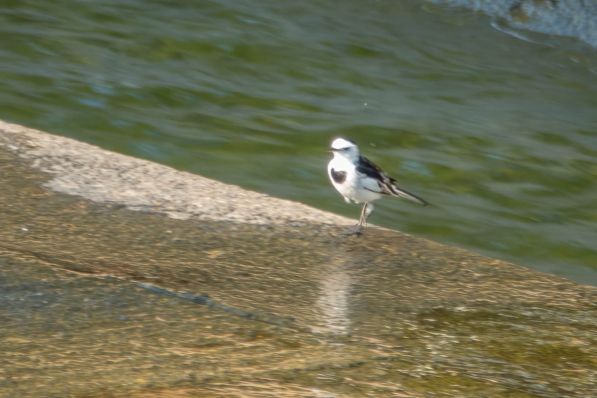 White Wagtail - ML646829773