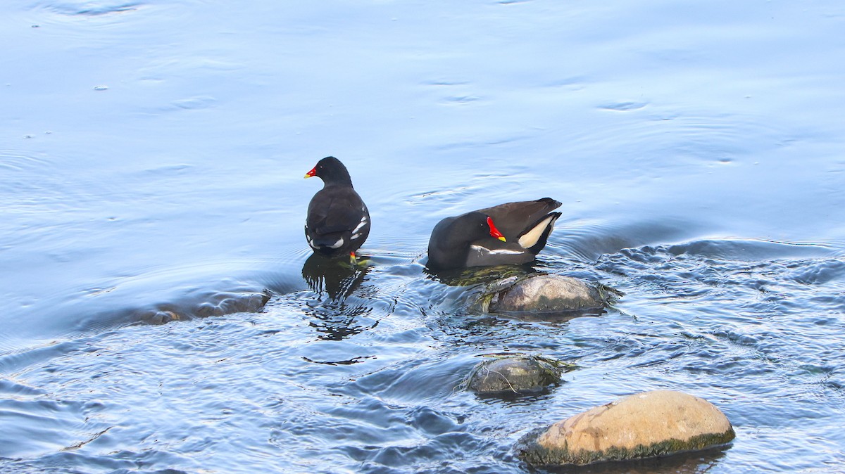 Eurasian Moorhen - ML646829774