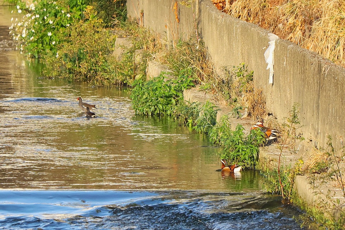 Pato Mandarín - ML646829775